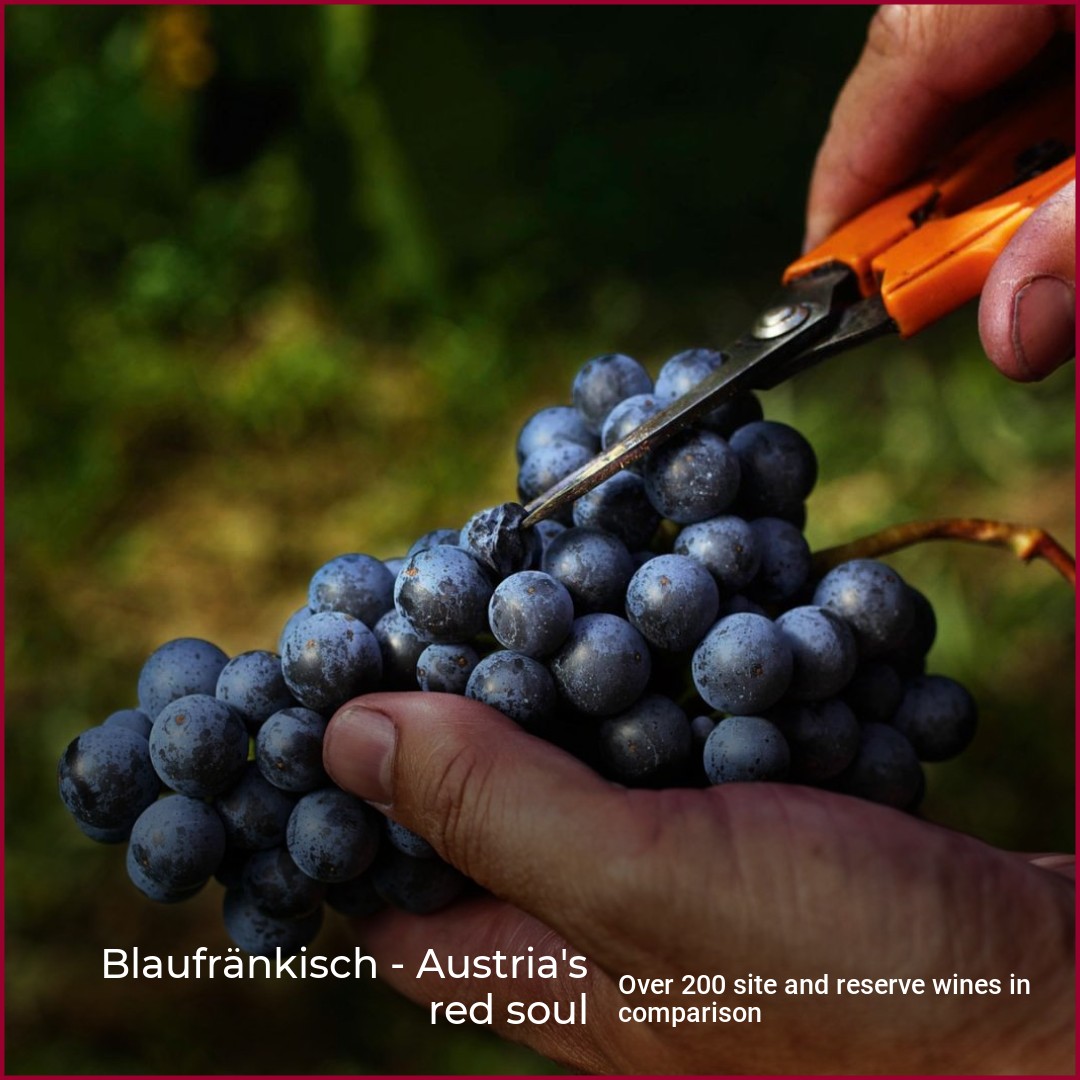 Blaufränkisch - soul wein.plus red Austria\'s Magazine | Wine